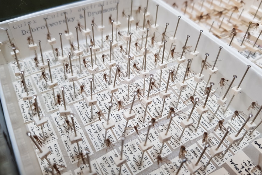 Tray of mosquitoes