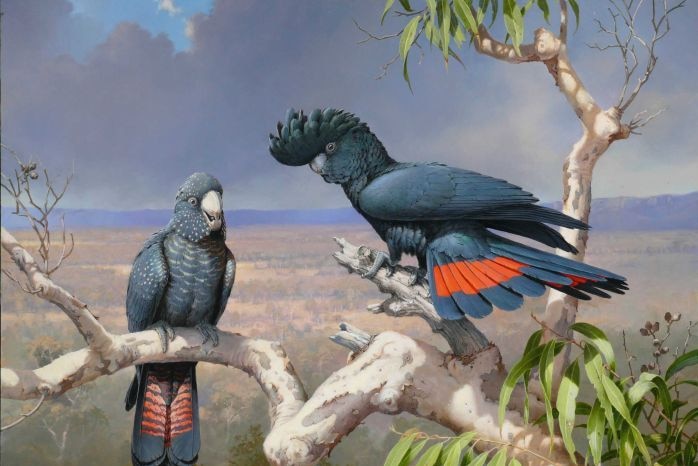 William Cooper's painting of red-tailed black cockatoos