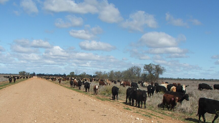 Life in the long paddock: 950 head of cattle on a stock route at Burren Junction