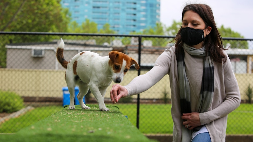 A woman in a surgical mask gives a dog a treat.