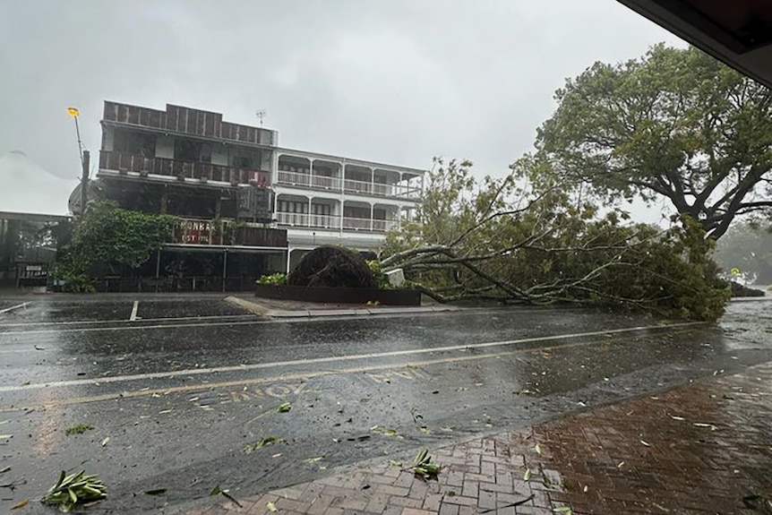 A fallen tree on Macrossan Street in Port Douglas due to high winds from Cyclone Jasper