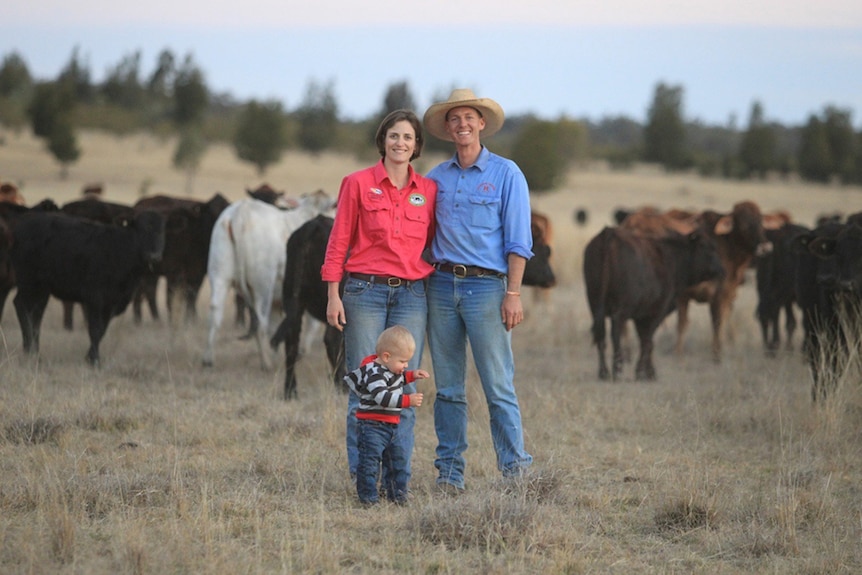 A couple stand with a toddler in front of cows.