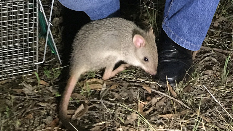 The number of tiny Bettongs have grown sharply since they were re-introduced to Mulligans Flat Nature Reserve.
