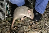 The number of tiny Bettongs have grown sharply since they were re-introduced to Mulligans Flat Nature Reserve.