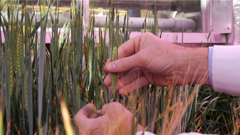 Hands reaching out to touch barley plant in a science laboratory.