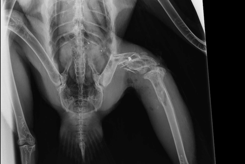 X-ray of wedge tailed eagle bullet