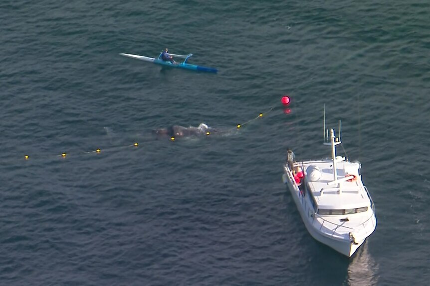 An aerial shot of a boat, whale and surf ski paddler in the ocean.