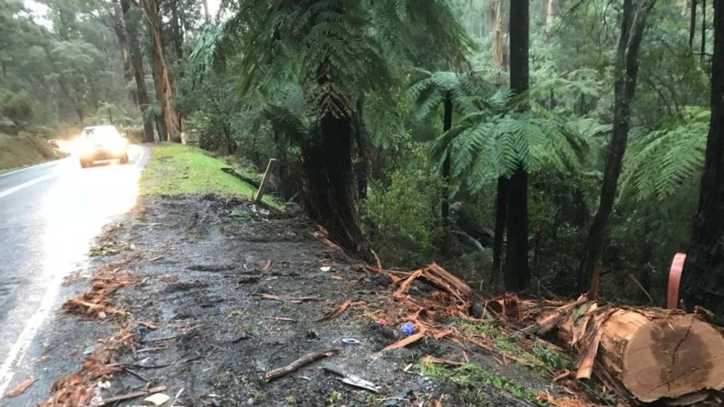 Falling Tree Kills Man And Boy In Their Car At Sherbrooke, In Melbourne ...