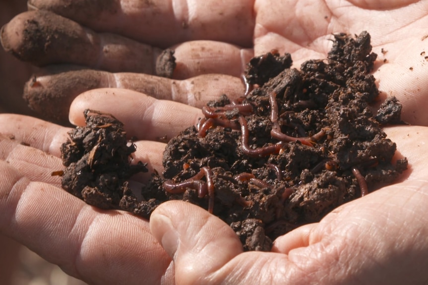 hands holding worms in soil