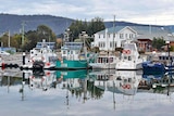 The marina in Triabunna.