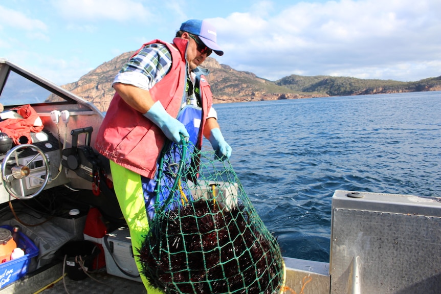 A fisherman hauls a net full of sea urchins from the ocean into a boat.