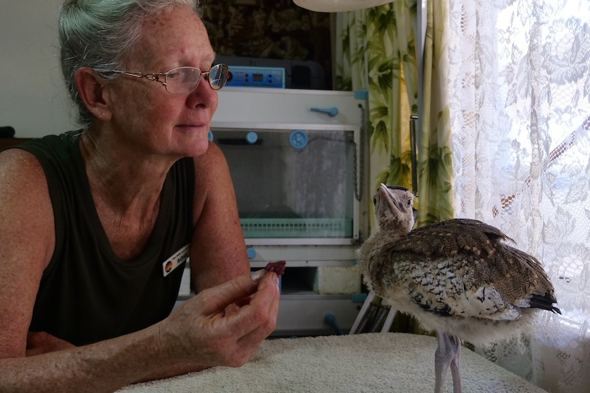 Middle aged woman sitting at a table feeding a baby bush turkey.