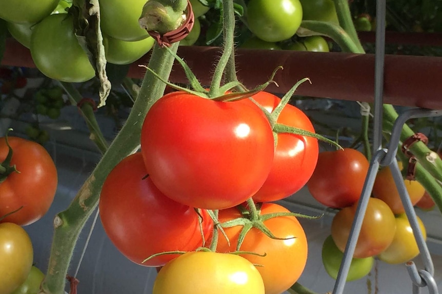 Juicy looking red yellow and green tomatoes growing on a vine at Sundrop Farms.