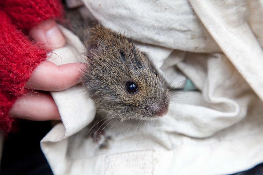 A small furry rat is held in a white blanket in a hand wearing a red jumper.