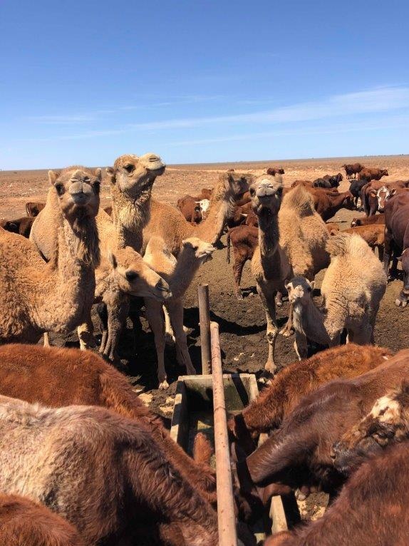 Cattle and camels drink from the same trough