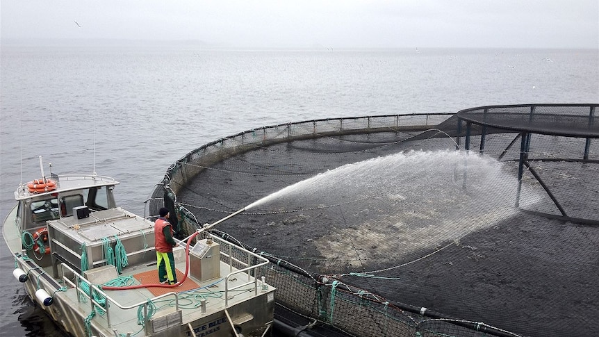 TasCH Fish feeding