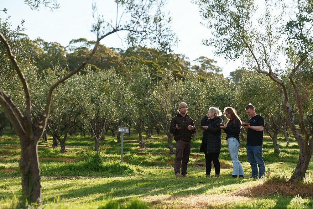 A group of four people stand amongst the olive trees at a Tasmanian farm