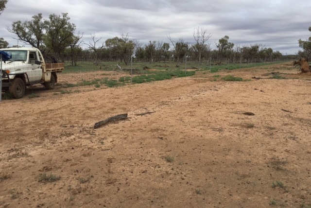A ute on a cattle property in western Queensland with kangaroo droppings in the foreground.