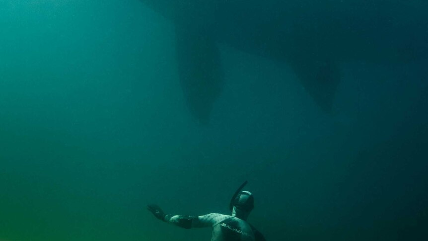 A southern right whale swims over a diver in Skeleton Bay.