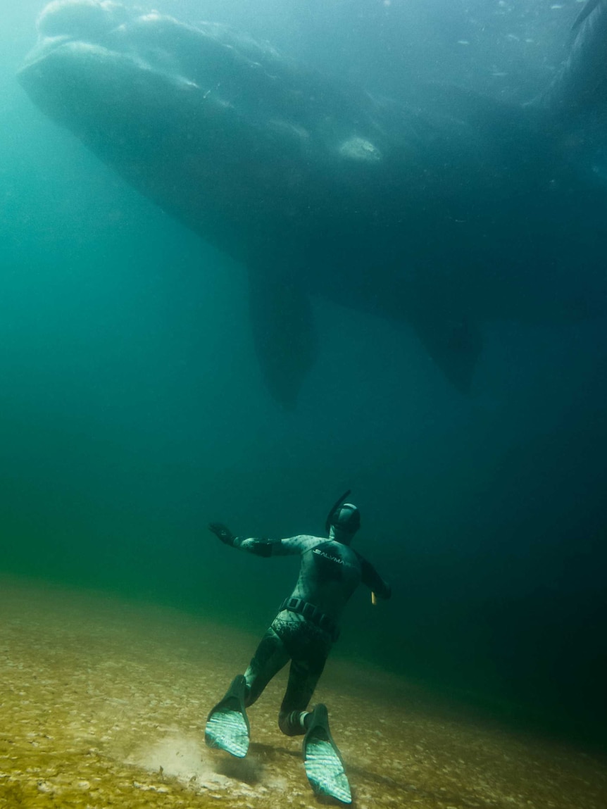 A southern right whale swims over a diver in Skeleton Bay.