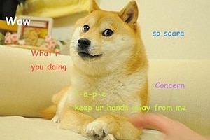  A Shiba Inu dog surrounded by comic sans text.