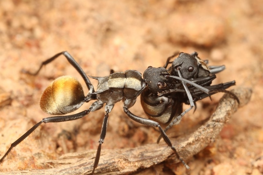 Worker ant of Polyrhachis ammon