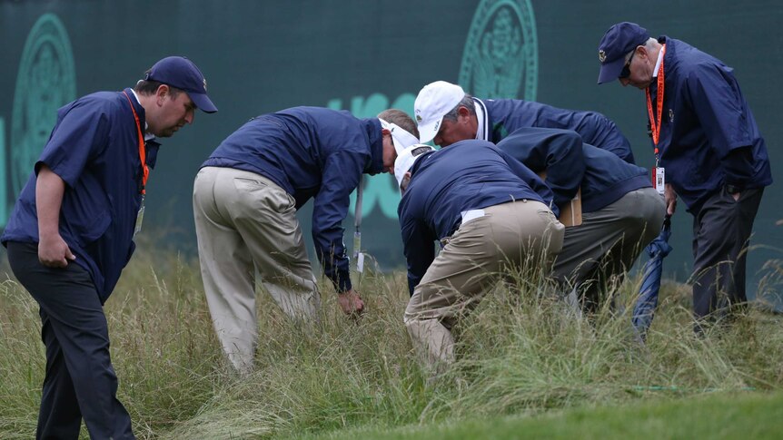 Golfers look for a ball in the US Open's famous fescue grass