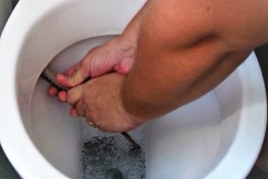 Two hands in a toilet bowl pulling out a tail.