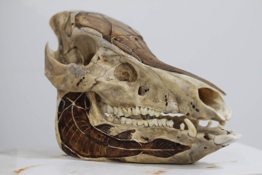 a wild pig skull decorated with paint