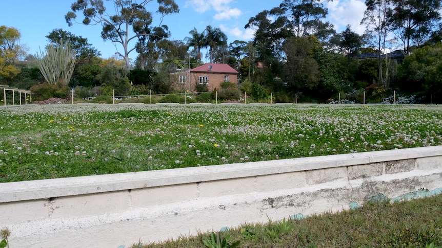 A bowling green overgrown with weeds and small flowers