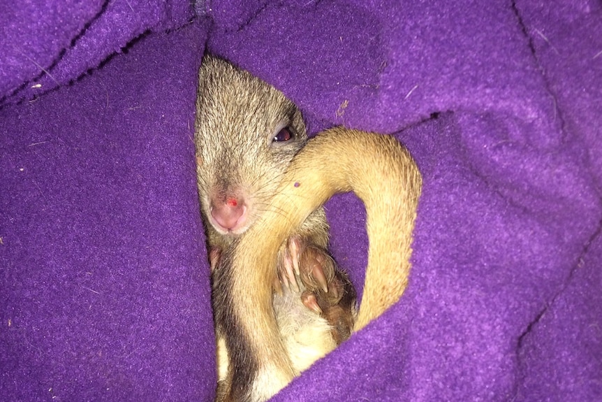 A bettong snuggles up in a fleece bag on a chilly morning at the Arid Recovery Reserve.