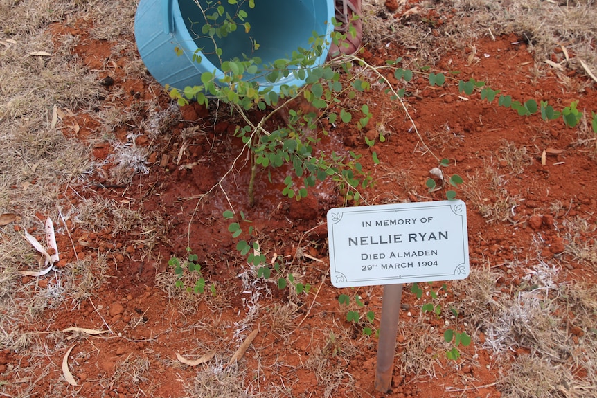 A small sampling being watered beside a plaque that reads In memory of Nellie Ryan 