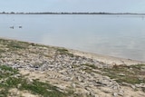 A pile of dead fish on a sandy and grassy bank in front of a lake.