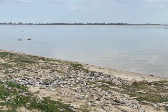 A pile of dead fish on a sandy and grassy bank in front of a lake