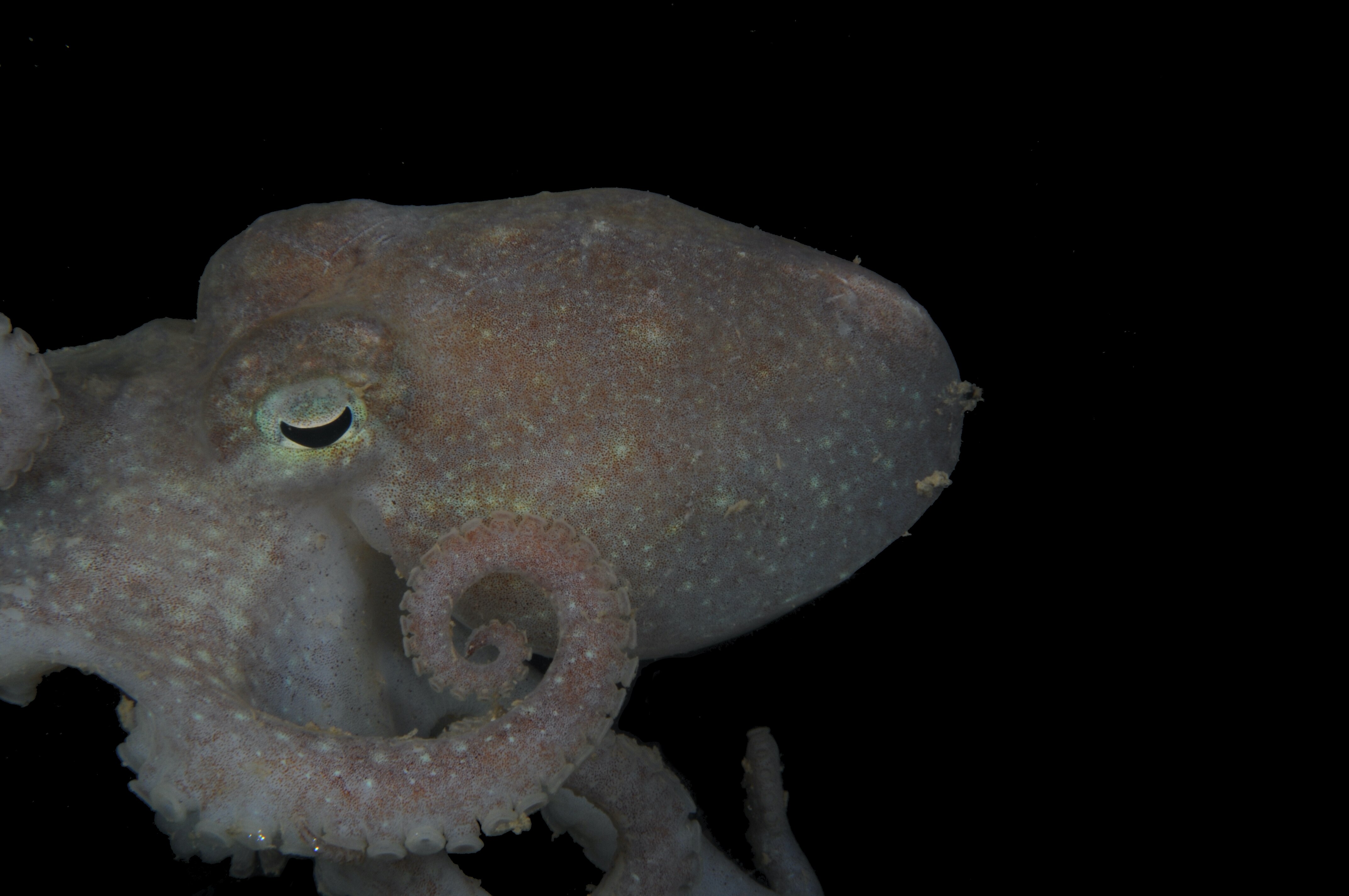 Octopus DNA solves mystery of West Antarctic Ice Sheet's past - ABC listen