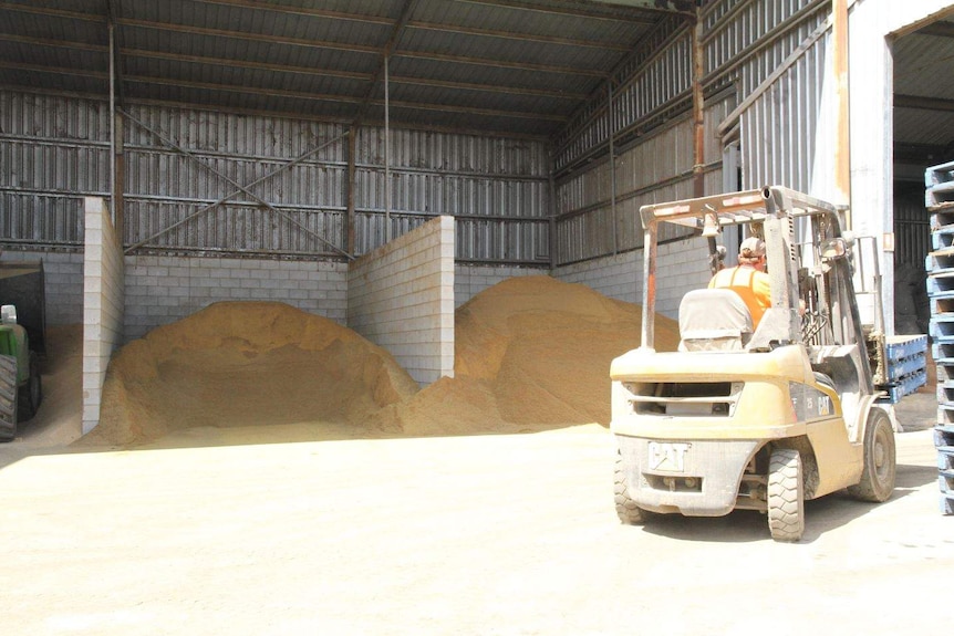 The cottonseed hulls sit inside a shed but there is not much left.