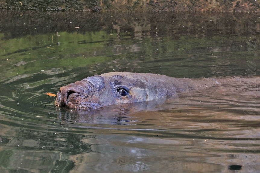 The head of an elephant seal is appearing out of water.
