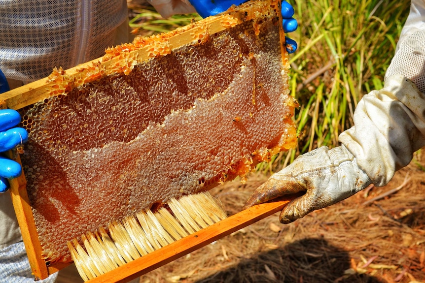 The bright orange rack of honeycomb is being held by one beekeeper, while another uses a large brush to gently nudge bees off.
