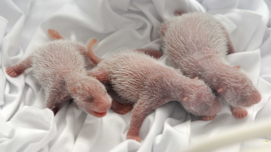 'Miracle' panda triplets
