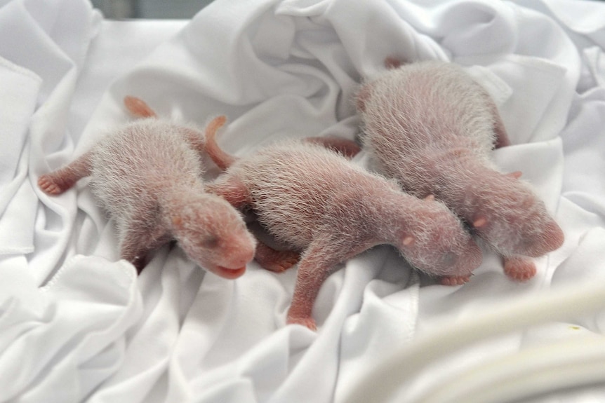 Chinese zoo unveils 'miracle' panda triplets