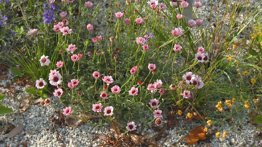 Small pink flowers growing on a shrub.