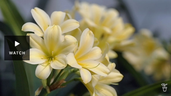 Cream-coloured clivea flowers. Has Video.