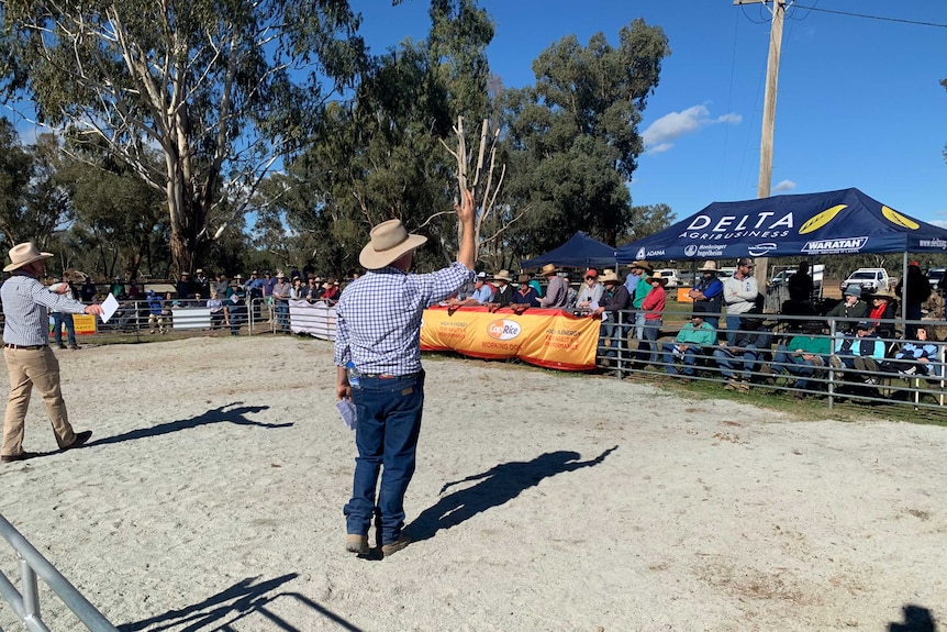 Auctioneer at working dog auction held in Wagga.