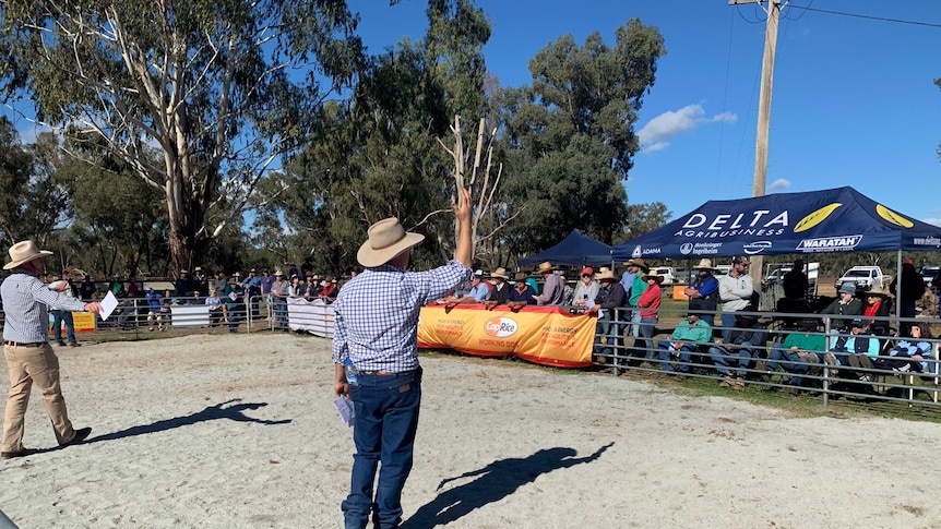 Auctioneer at working dog auction held in Wagga.
