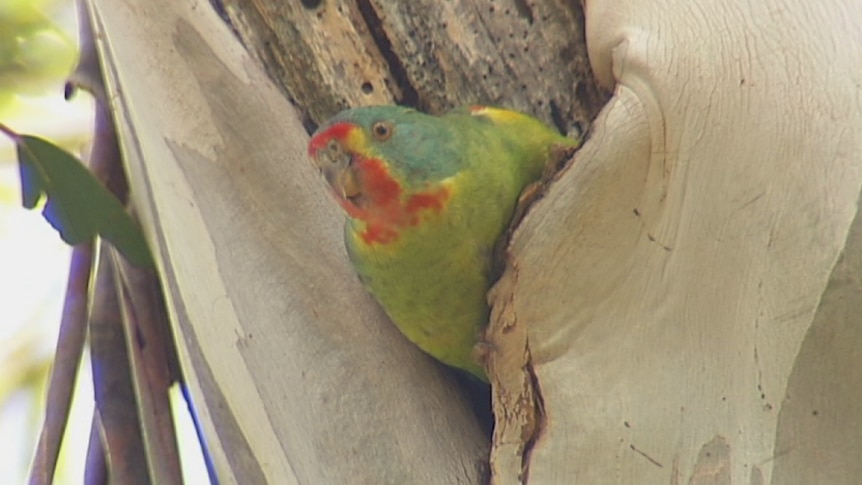 The research shows the swift parrot population is in rapid decline due to habitat destruction and predation by sugar gliders.