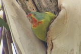 The research shows the swift parrot population is in rapid decline due to habitat destruction and predation by sugar gliders.