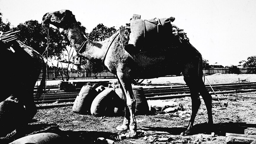 A grainy black and white photo shows a camel freighting salt to Underbool station, circa 1930.  