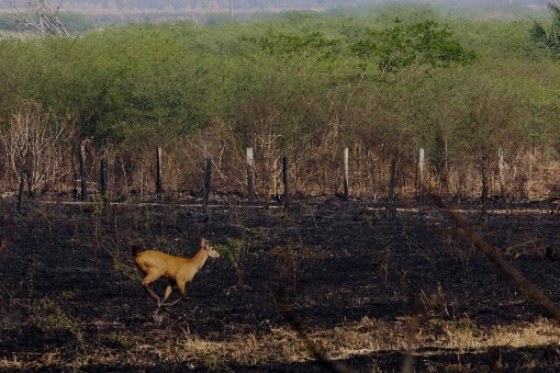 A deer runs away from the burned out section of the Pantanal Wetlands.