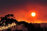 red sky with silhouetted trees in the foreground