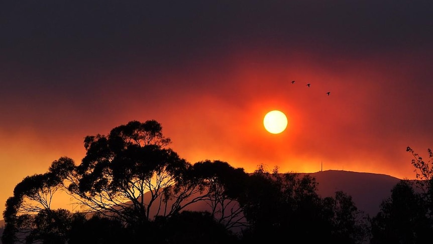 red sky with silhouetted trees in the foreground